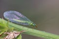 A beautiful Lacewing Chrysopidae sits on a grass stalk on a dark background.