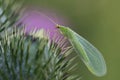 A beautiful Lacewing Chrysopidae sits on a grass stalk on a dark background.