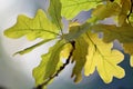 A golden eye hiding under leaf