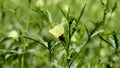 Green okra, lady finger plant with flower Royalty Free Stock Photo