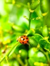 A beautiful lady bug resting on the green leaf Royalty Free Stock Photo