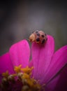 Beautiful lady bugs on the pinky flower Royalty Free Stock Photo