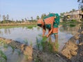 A beautiful  lady  farmer& x27;s  planting kharif  paddy  in the field of West Bengal with a background  of her house , Royalty Free Stock Photo