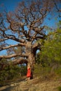 Beautiful lady and mighty tree