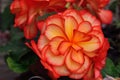 Beautiful lady-Rieger Begonia