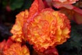 Beautiful lady-Rieger Begonia