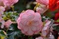 Beautiful lady-Rieger Begonia