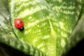 Beautiful ladybird on the leaf ficus Royalty Free Stock Photo