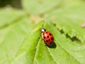 A beautiful ladybird walking across a leaf outside macro close u Royalty Free Stock Photo