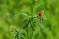 Beautiful ladybug on a flower close-up