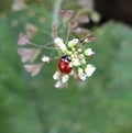 Beautiful ladybug on green wild plant flower, Royalty Free Stock Photo