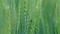 Beautiful ladybug in the morning on Wheat or Triticale plants. Red lady bug creeping on Triticum plant in a field Royalty Free Stock Photo