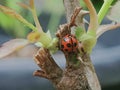 Beautiful ladybug on a rose tree