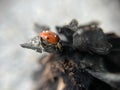 A beautiful ladybug sits on a cone