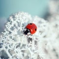 Beautiful ladybug on white moss close up. Ladybird on a blue background on a Sunny day, macro. Red beetle with two black dots Royalty Free Stock Photo