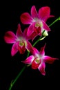 Laelia anceps pink orchids against black background Royalty Free Stock Photo