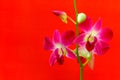 Laelia anceps pink orchids and buds against black background Royalty Free Stock Photo