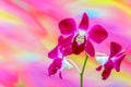 Laelia anceps pink orchids against colofrul background Royalty Free Stock Photo