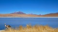 Young flamingo in the Salar de Uyuni, Bolivia