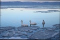 Beautiful Lake Balaton with three swans