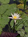 A beautiful Lake Flower