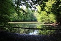 Beautiful lake in a forest Royalty Free Stock Photo