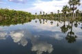 Beautiful lake Lagoa das Araras with mirror reflections and palm trees in the Brazilian cerrado, Bom Jardim, Mato Grosso, Brazil