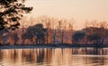 Beautiful lake landscape, birds and sunset. Golden pink waves, horizon line and trees on water Royalty Free Stock Photo