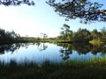 Little lake and beautiful pine trees in swamp, Lithuania Royalty Free Stock Photo