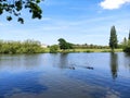 The Beautiful Lake and Trees in Danson Park,  at Bexleyheath, UK Royalty Free Stock Photo