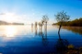 Beautiful lake view in morning fog with mystic mountains and trees as leftovers of a mole in gold - blue tones. Royalty Free Stock Photo