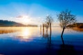Beautiful lake view in morning fog with mystic mountains and trees as leftovers of a mole in gold, purple - blue tones. Royalty Free Stock Photo