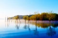 Beautiful lake view in morning fog with mystic mountains and trees as leftovers of a mole in purple - blue tones Royalty Free Stock Photo