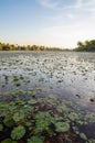 Beautiful lake with water lilies and palms at coast of Casamance, Kafountine, Senegal, Africa