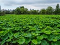 Beautiful lakes covert with green plants at Ueno Park Tokyo