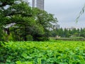 Beautiful lakes covert with green plants at Ueno Park Tokyo