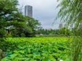 Beautiful lakes covert with green plants at Ueno Park Tokyo