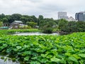 Beautiful lakes covert with green plants at Ueno Park Tokyo - TOKYO, JAPAN - JUNE 12, 2018