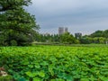 Beautiful lakes covert with green plants at Ueno Park Tokyo - TOKYO, JAPAN - JUNE 12, 2018