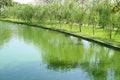 Beautiful Lakeside in Gentle Wind with Rows of Willows