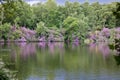 Beautiful lakeside scene of trees and rhododendrons reflected in water