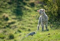 Beautiful lamb standing in the green field with blurred background - innocense concept Royalty Free Stock Photo