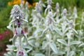 Beautiful lambs ear flowers Royalty Free Stock Photo