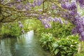 Beautiful lancscape with blooming purple wisteria Royalty Free Stock Photo