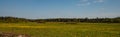 A beautiful landscap with dandelions nearby the small village Heeze - The Netherlands