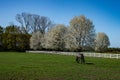 A beautiful landscap with Hawthorn threes and grazing horse in the small village Heeze - The Netherlands