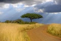 Beautiful landscape with acacia tree and road in the African savannah on a background of stormy sky Royalty Free Stock Photo