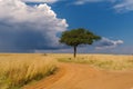 Beautiful landscape with acacia tree and road in the African savannah on a background of stormy sky Royalty Free Stock Photo