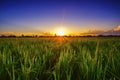 Beautiful landscape agriculture paddy field and rice farm at sunset
