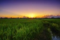 Beautiful landscape agriculture paddy field and rice farm at sunset